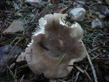 Russula curtipes image