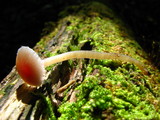 Hygrocybe laeta var. laeta image