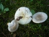 Russula galochroa image