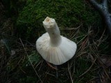 Russula grisea image