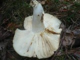 Russula heterophylla image