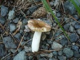 Russula nauseosa image