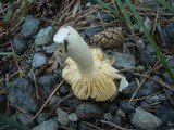Russula nauseosa image