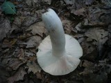 Russula virescens image