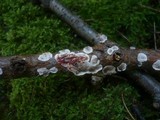 Stereum sanguinolentum image