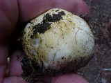Rhizopogon occidentalis image