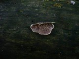 Trichaptum fuscoviolaceum image