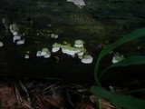 Trichaptum fuscoviolaceum image