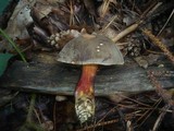 Boletus chrysenteron image