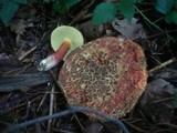 Boletus chrysenteron image