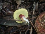 Boletus chrysenteron image