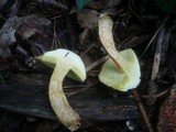 Boletus chrysenteron image