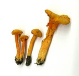 Hygrocybe miniata image