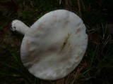 Amanita spissa image