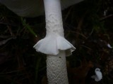 Amanita spissa image