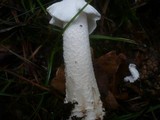 Amanita spissa image