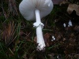 Amanita spissa image