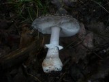 Amanita excelsa image