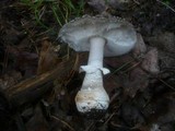 Amanita excelsa image