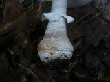 Amanita excelsa image