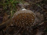 Amanita excelsa image