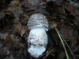 Amanita excelsa image