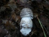 Amanita excelsa image