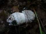 Amanita excelsa image