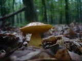 Aureoboletus gentilis image