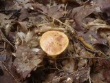 Aureoboletus gentilis image