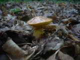 Aureoboletus gentilis image