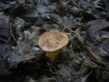 Aureoboletus gentilis image