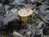 Aureoboletus gentilis image