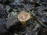 Aureoboletus gentilis image