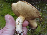 Suillus luteus image