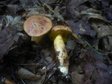 Aureoboletus gentilis image