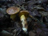 Aureoboletus gentilis image