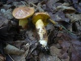 Aureoboletus gentilis image