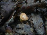 Aureoboletus gentilis image