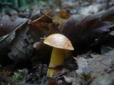 Aureoboletus gentilis image