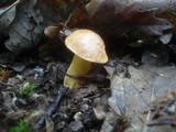 Aureoboletus gentilis image