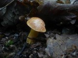 Aureoboletus gentilis image