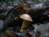 Aureoboletus gentilis image