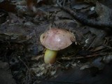 Aureoboletus gentilis image