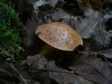 Aureoboletus gentilis image