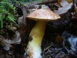 Aureoboletus gentilis image