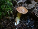 Aureoboletus gentilis image