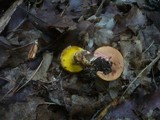 Aureoboletus gentilis image