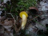 Aureoboletus gentilis image