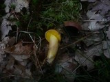 Aureoboletus gentilis image